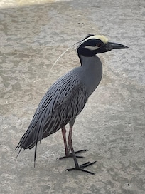 Daily hungry visitor.