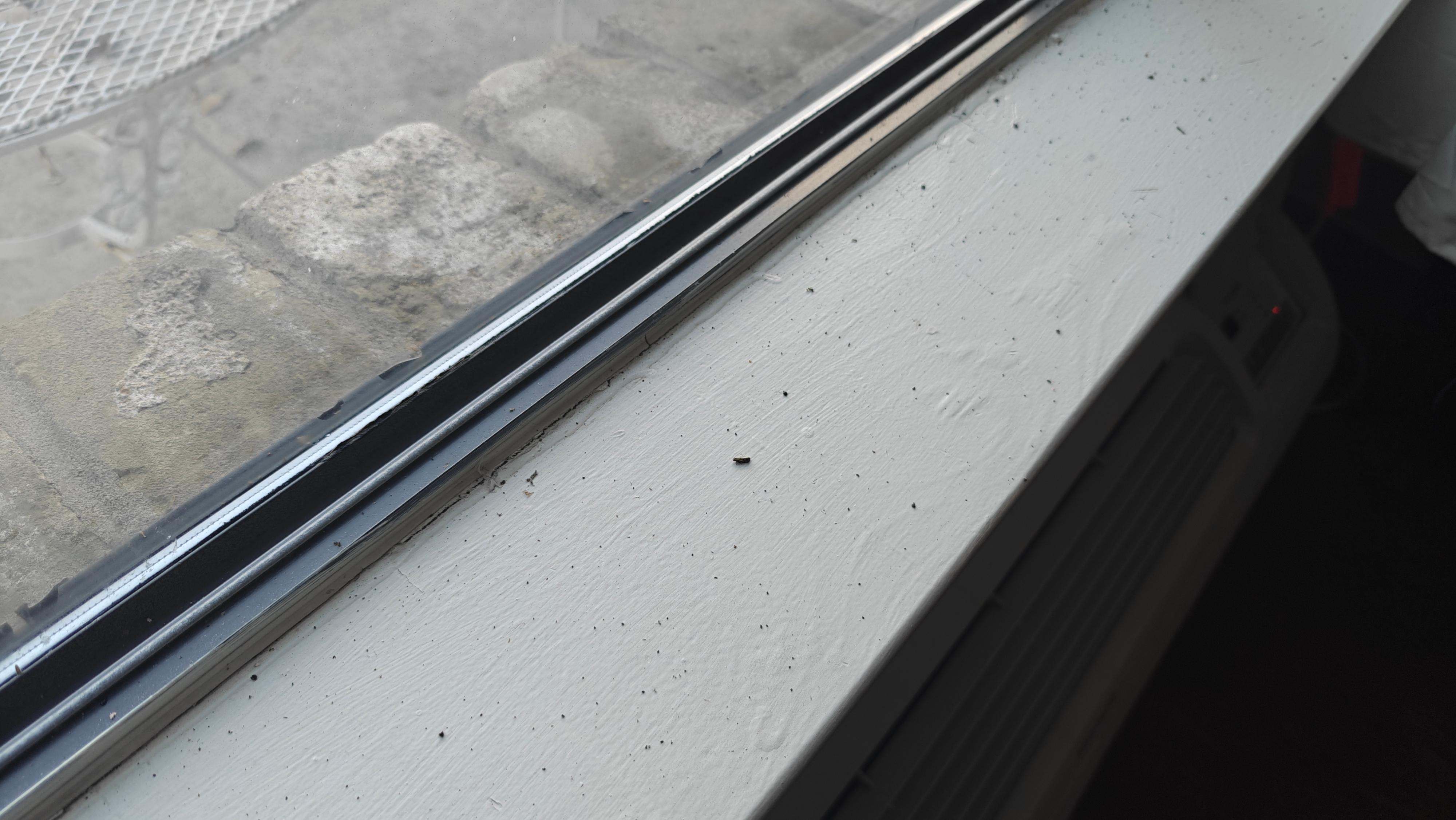 Window sill. Almost all of the specs are actually dead bugs. Picture does not do it justice.