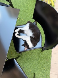 The resident cat