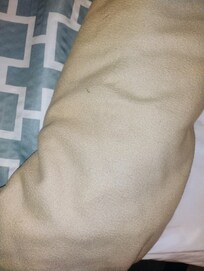 Bedbugs