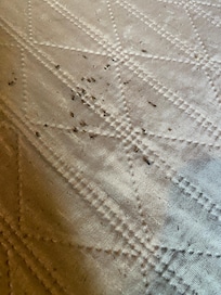 Termites on bed