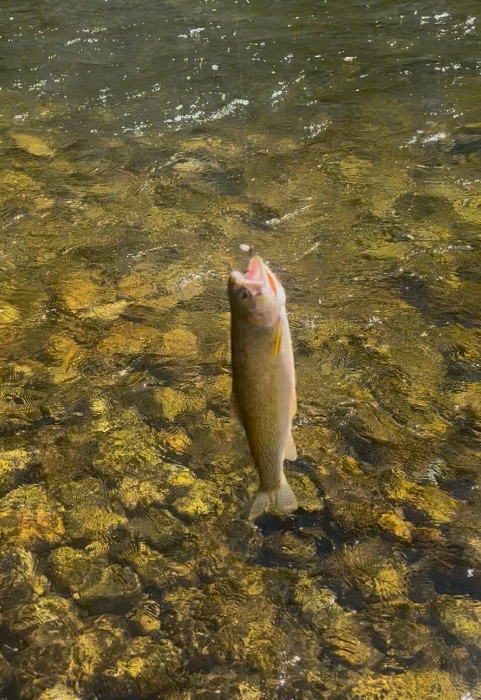 Trout from the Bitterroot.