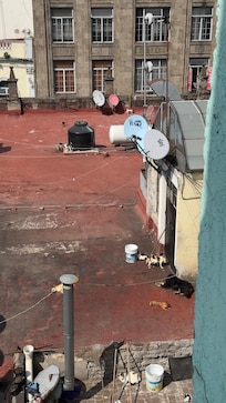 Perros frente habitacion