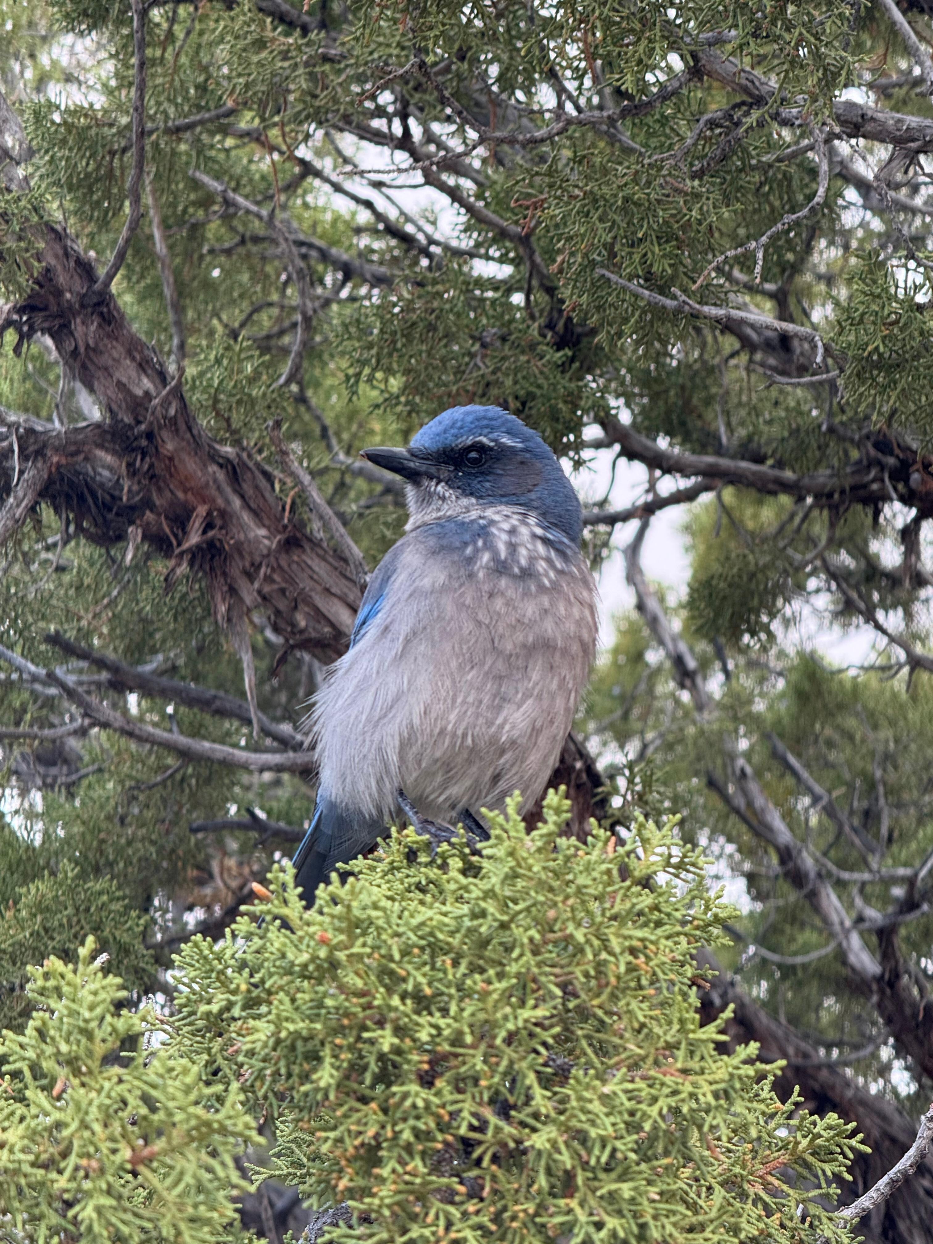 Scrub Jay