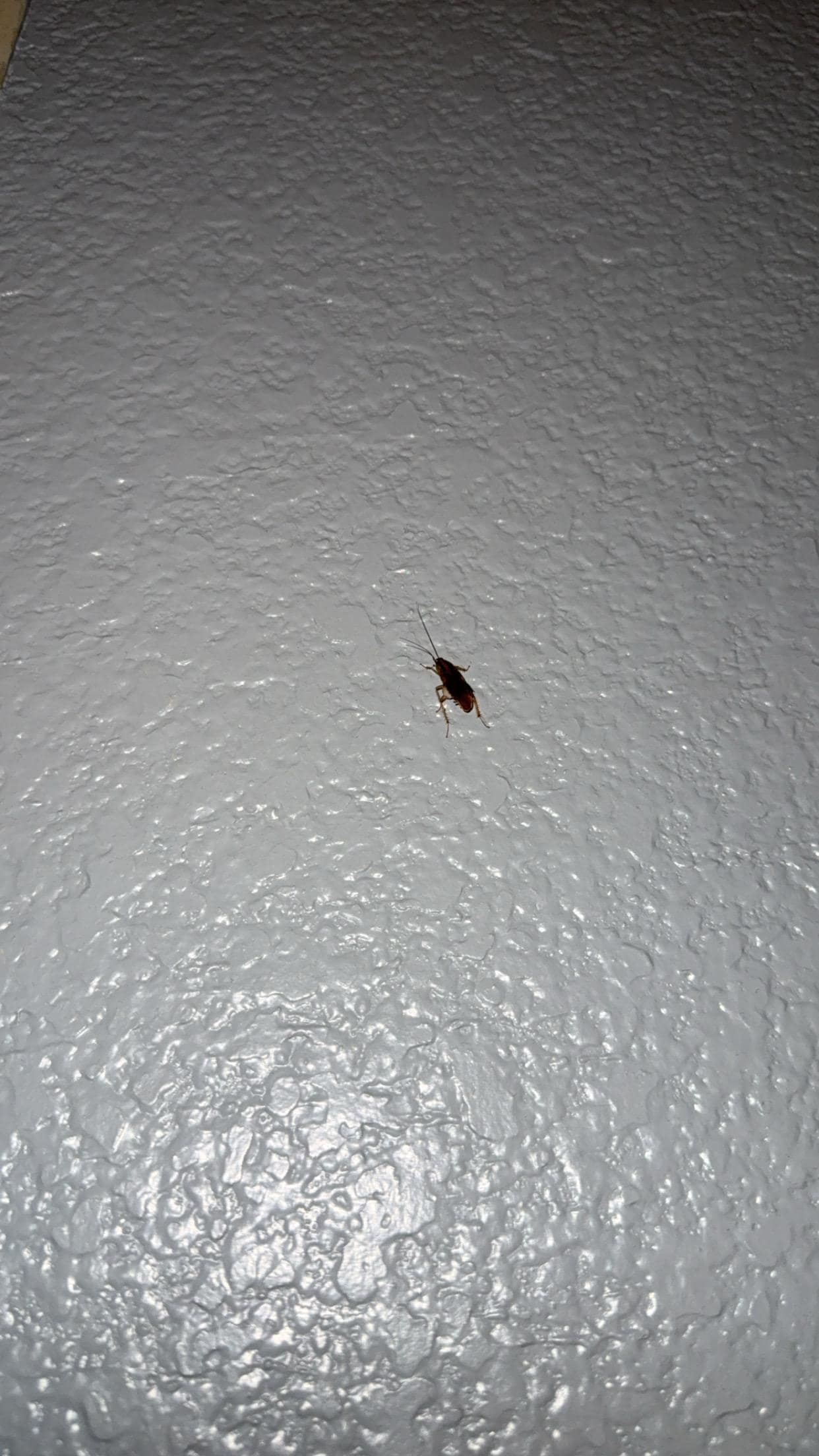 The roach that was probably in our wall when we entered our room