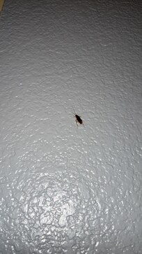 The roach that was probably in our wall when we entered our room