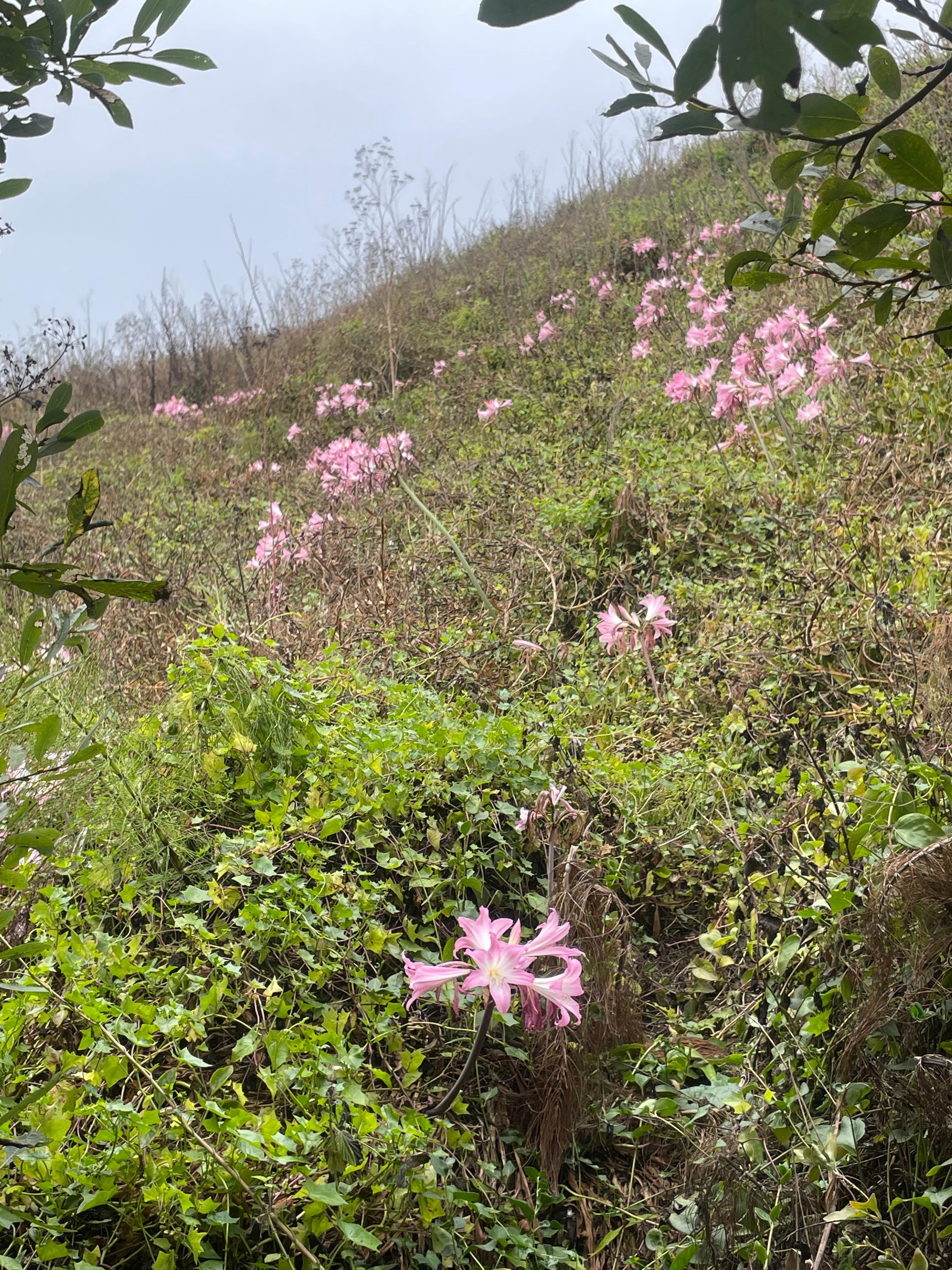 Trail down to bowling ball beach. 