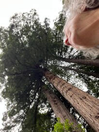 Beautiful big trees!