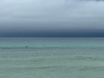 We saw several dolphins