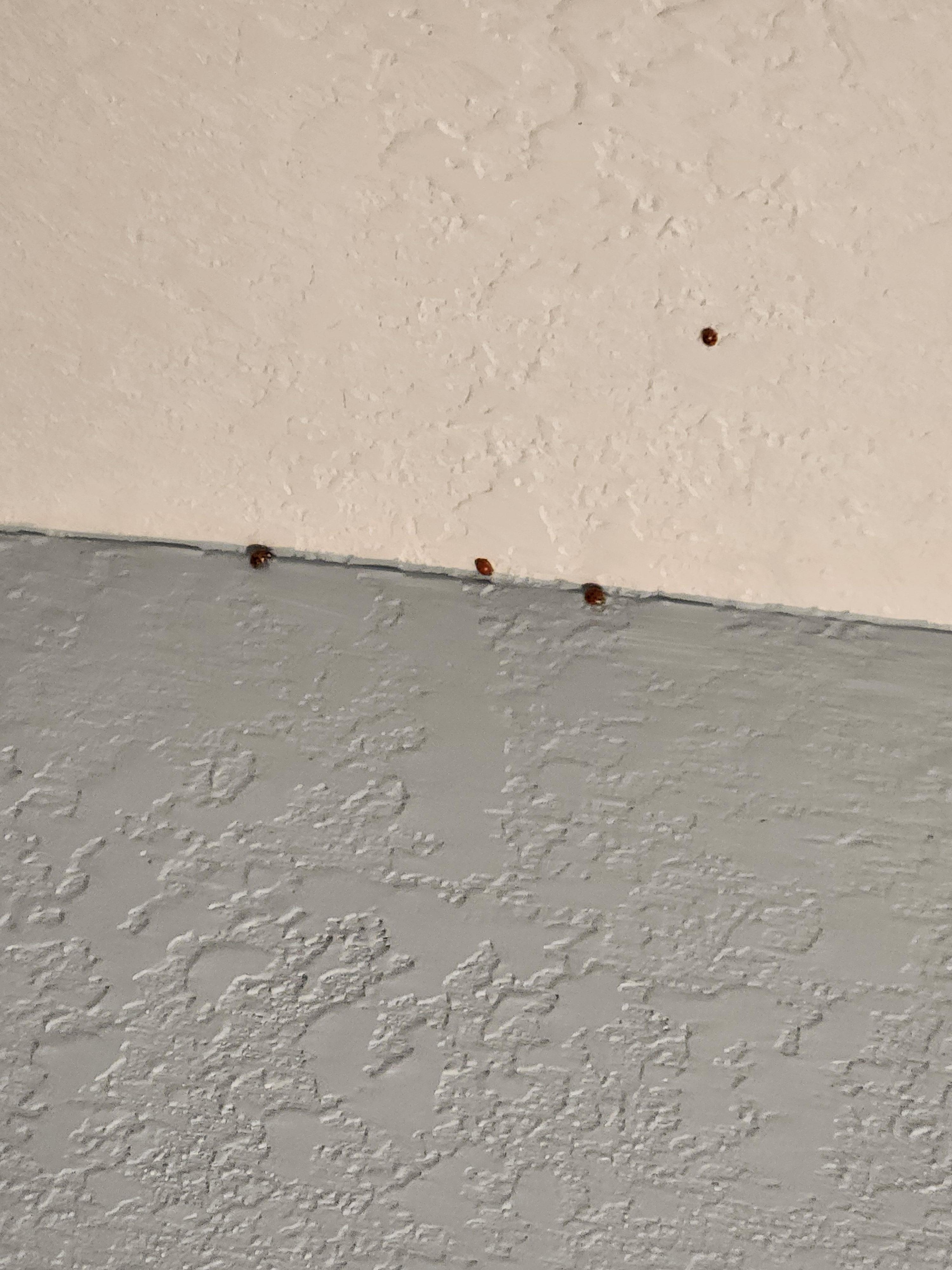 Asian beetles( lady bugs)