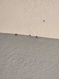 Asian beetles( lady bugs)