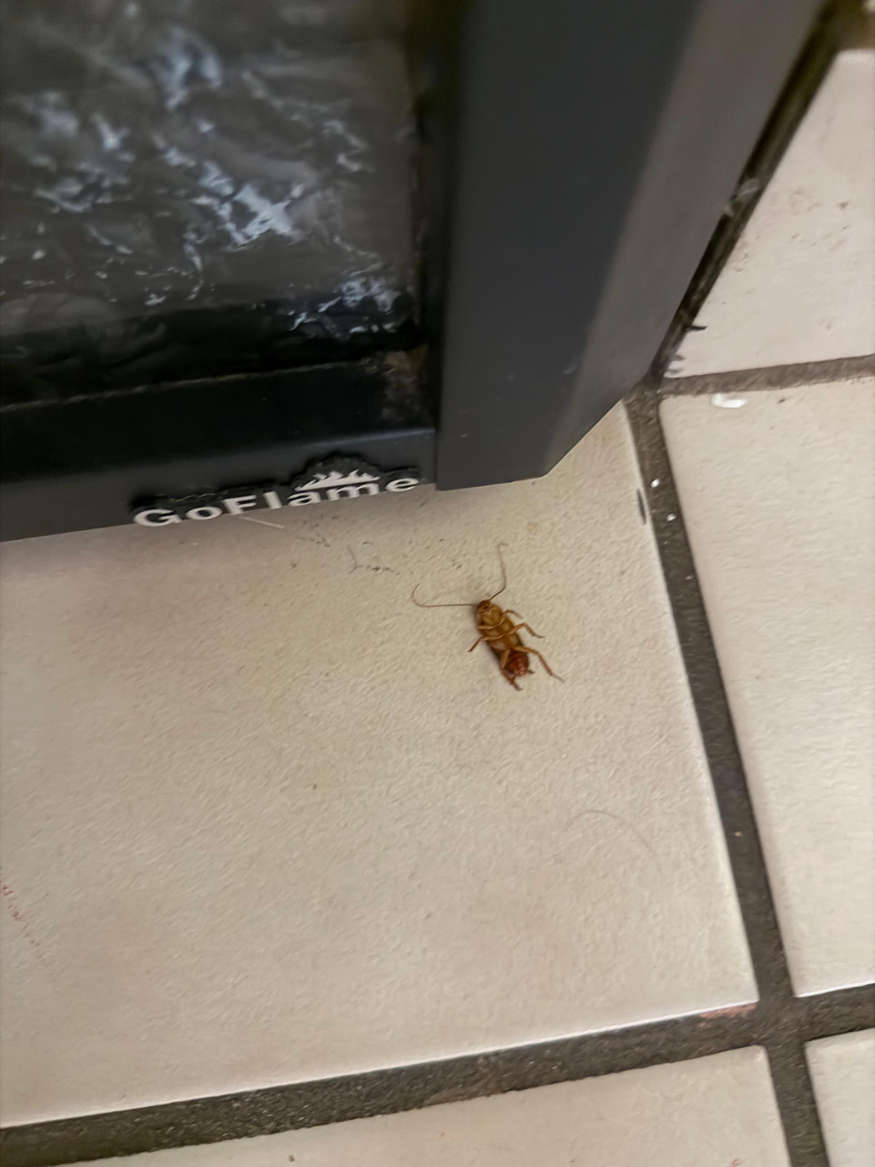 Cockroach on the ground 