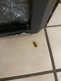Cockroach on the ground