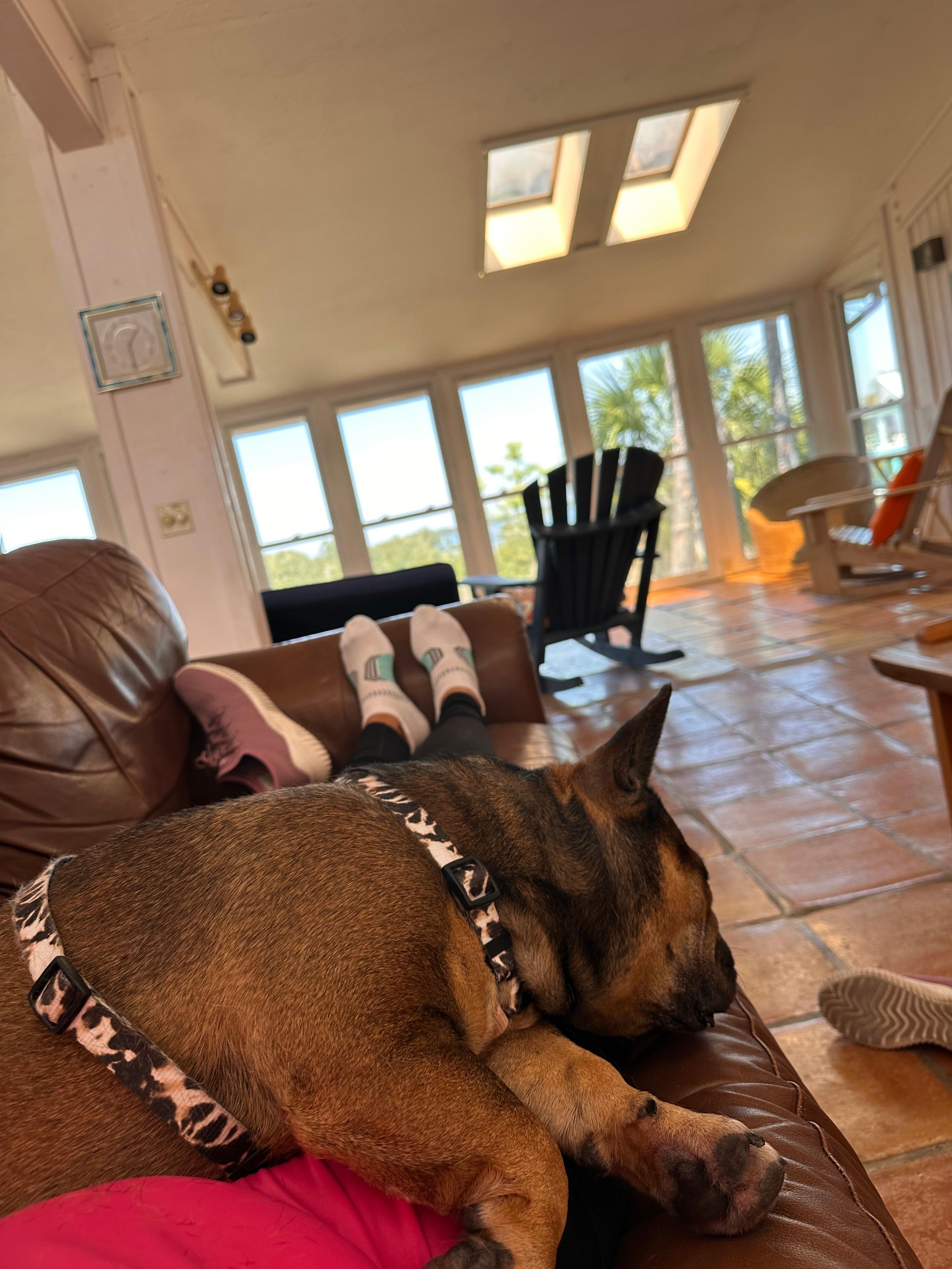 Relaxing, pet friendly