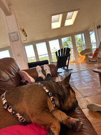 Relaxing, pet friendly