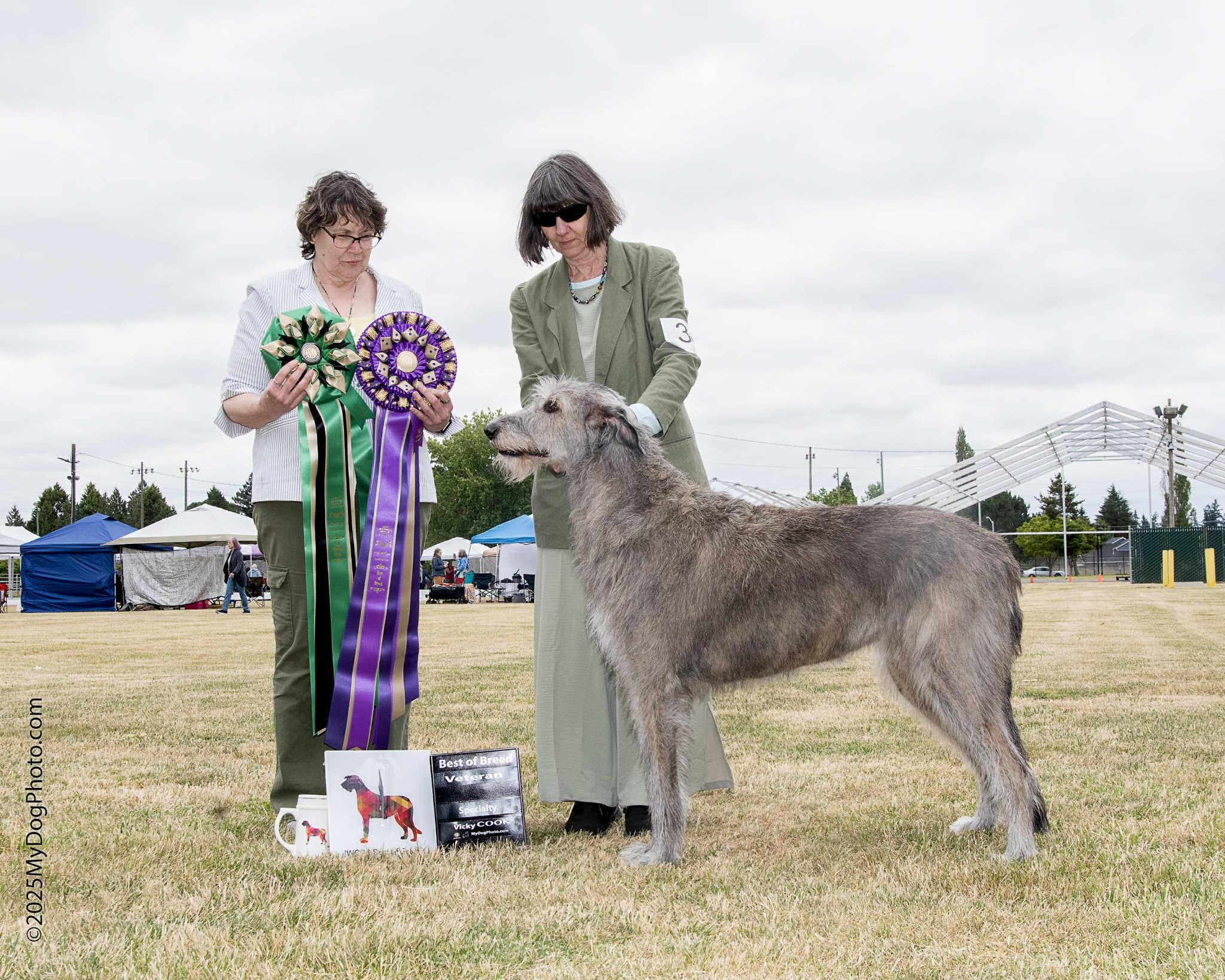 This is our dog Sorcha who won 1 better than Best in Show because all the competition were Irish Wolfhounds on lucky Friday the 13th 2025.