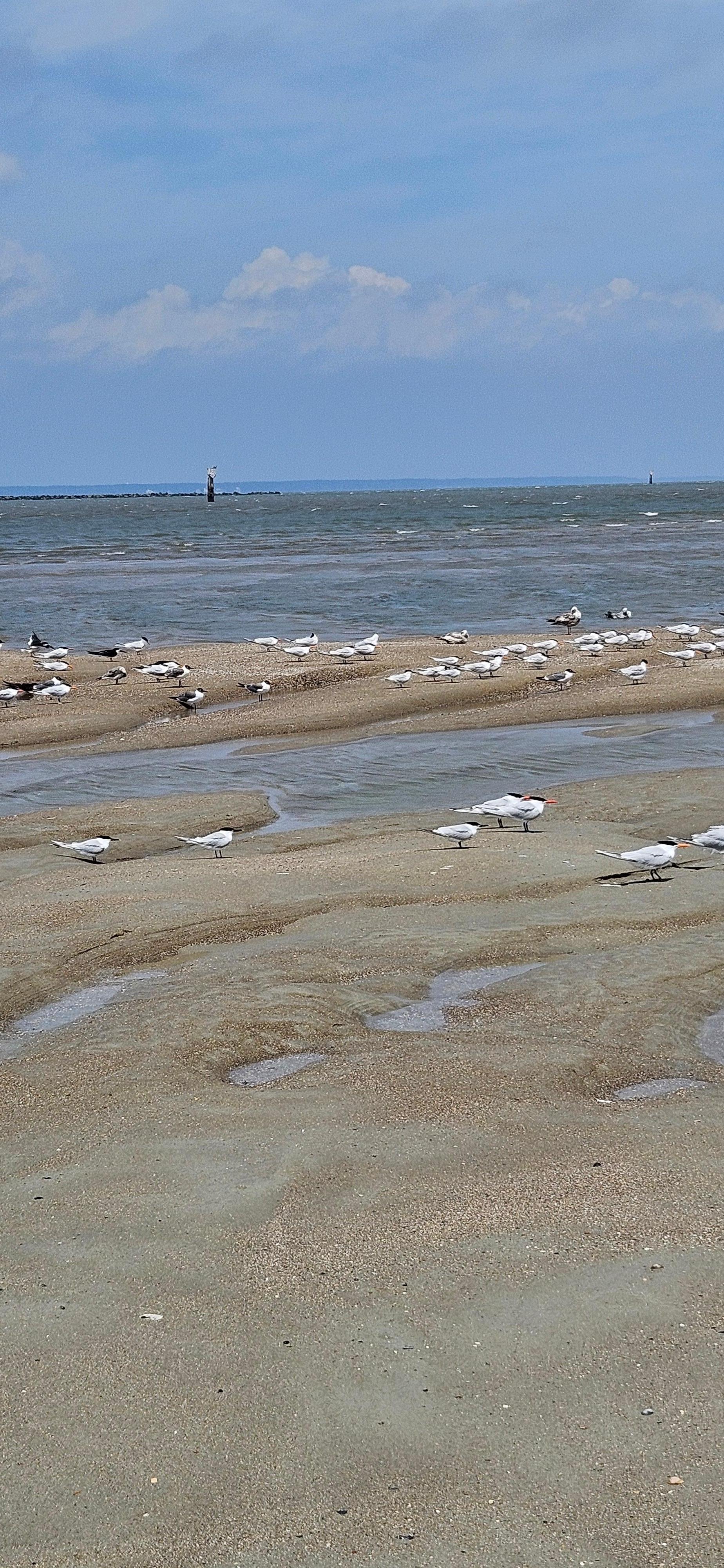 Beautiful quite North Tybee Beach 