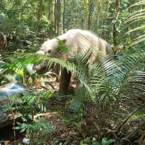 Daintree Discovery Centre
