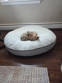 Our little guy loved his bed!!