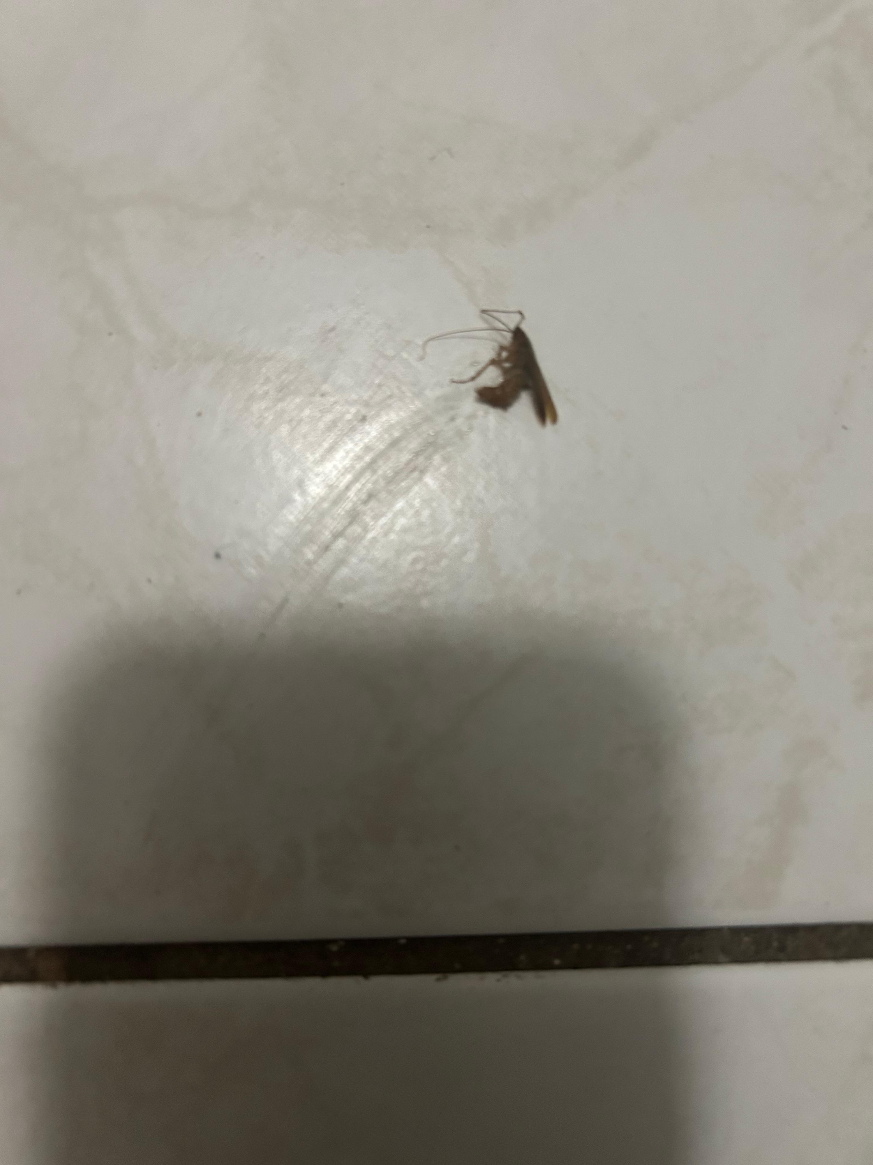 Roach on the bathroom floor