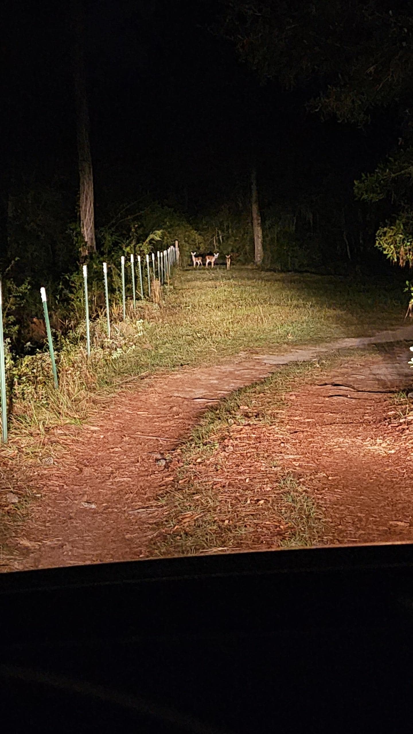 Driveway before the turn, saw deer on arrival 