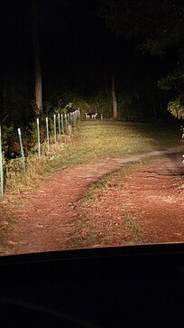 Driveway before the turn, saw deer on arrival
