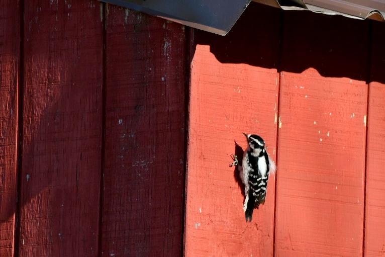 Downy woodpecker on the out house