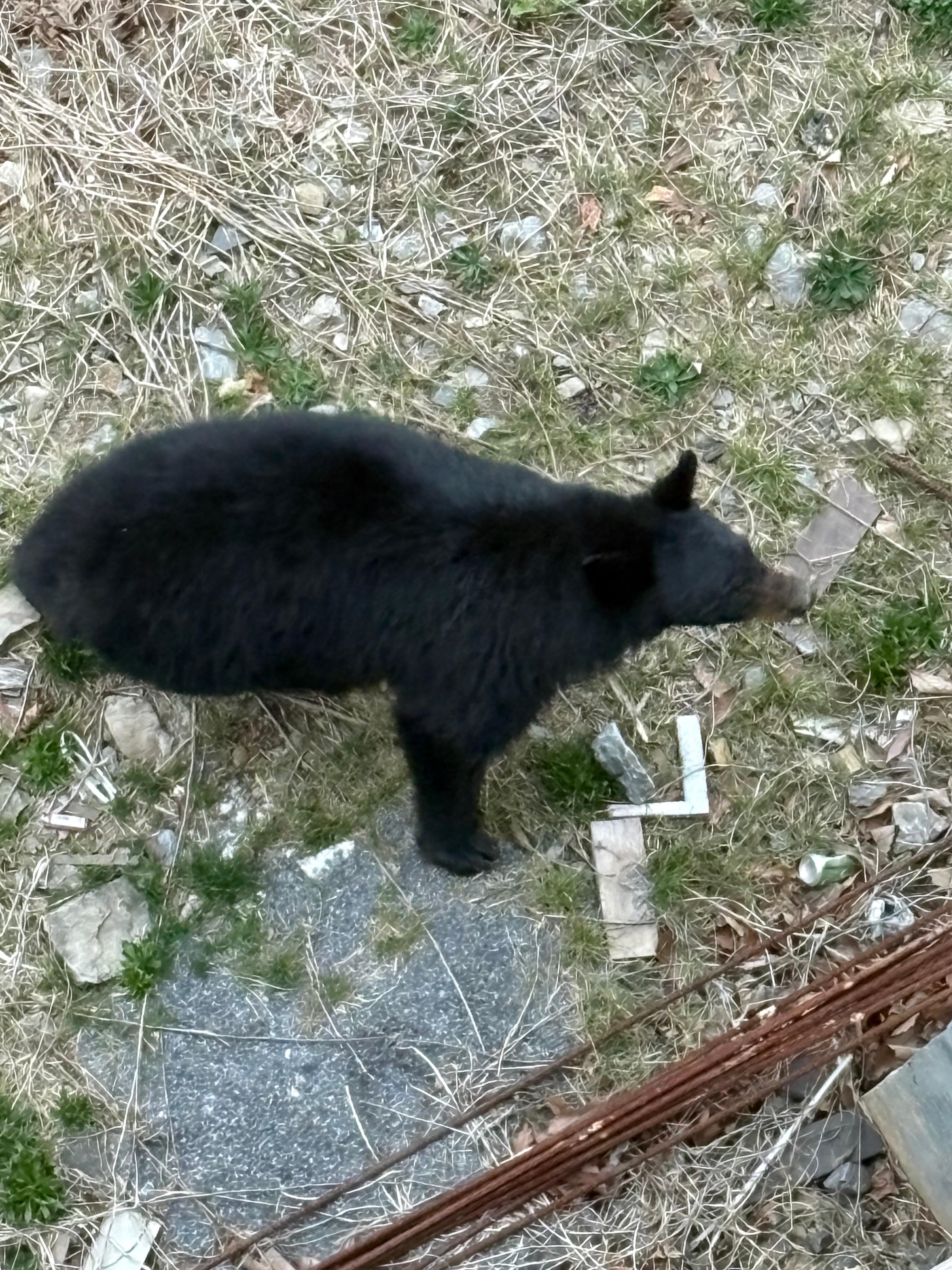 bear outside the cabin one evening