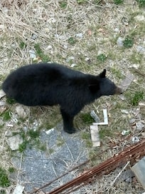 bear outside the cabin one evening