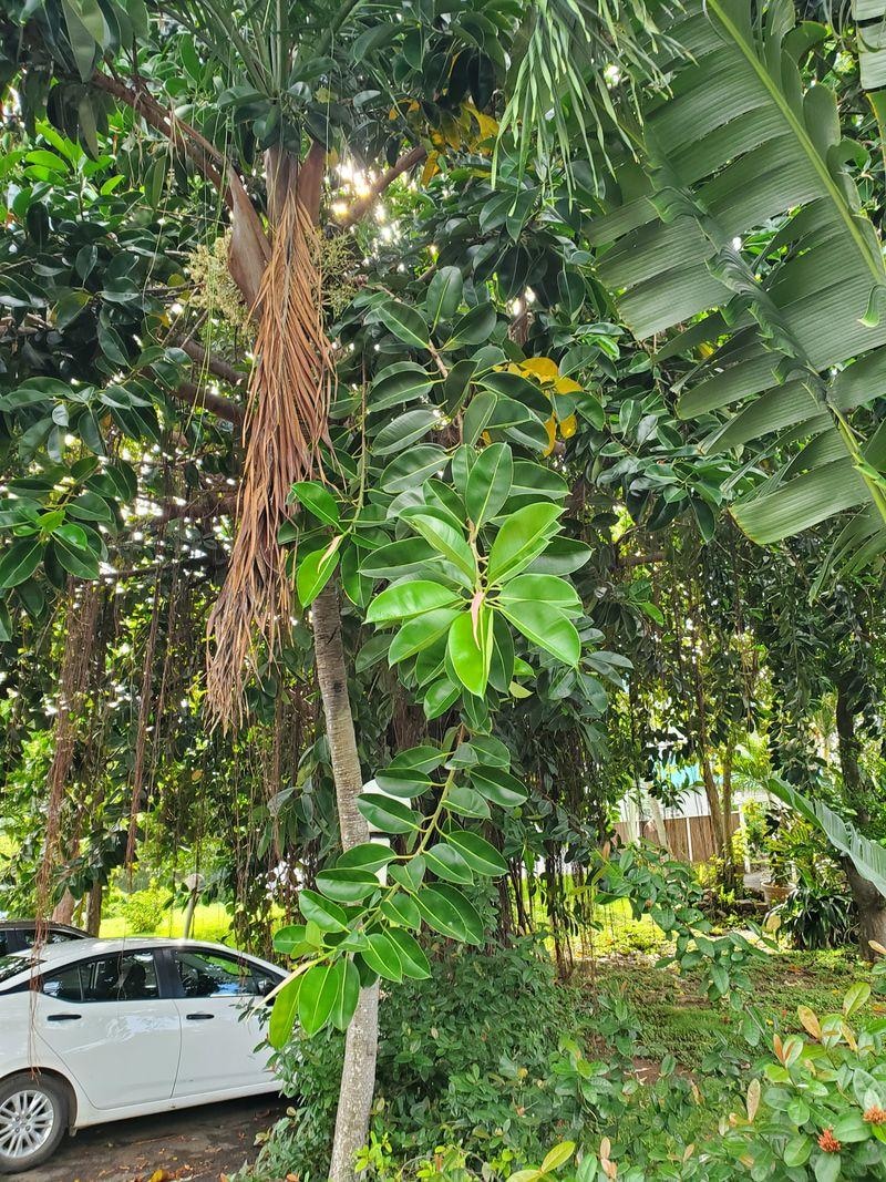 Flora at the Flamboyan