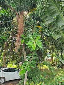 Flora at the Flamboyan