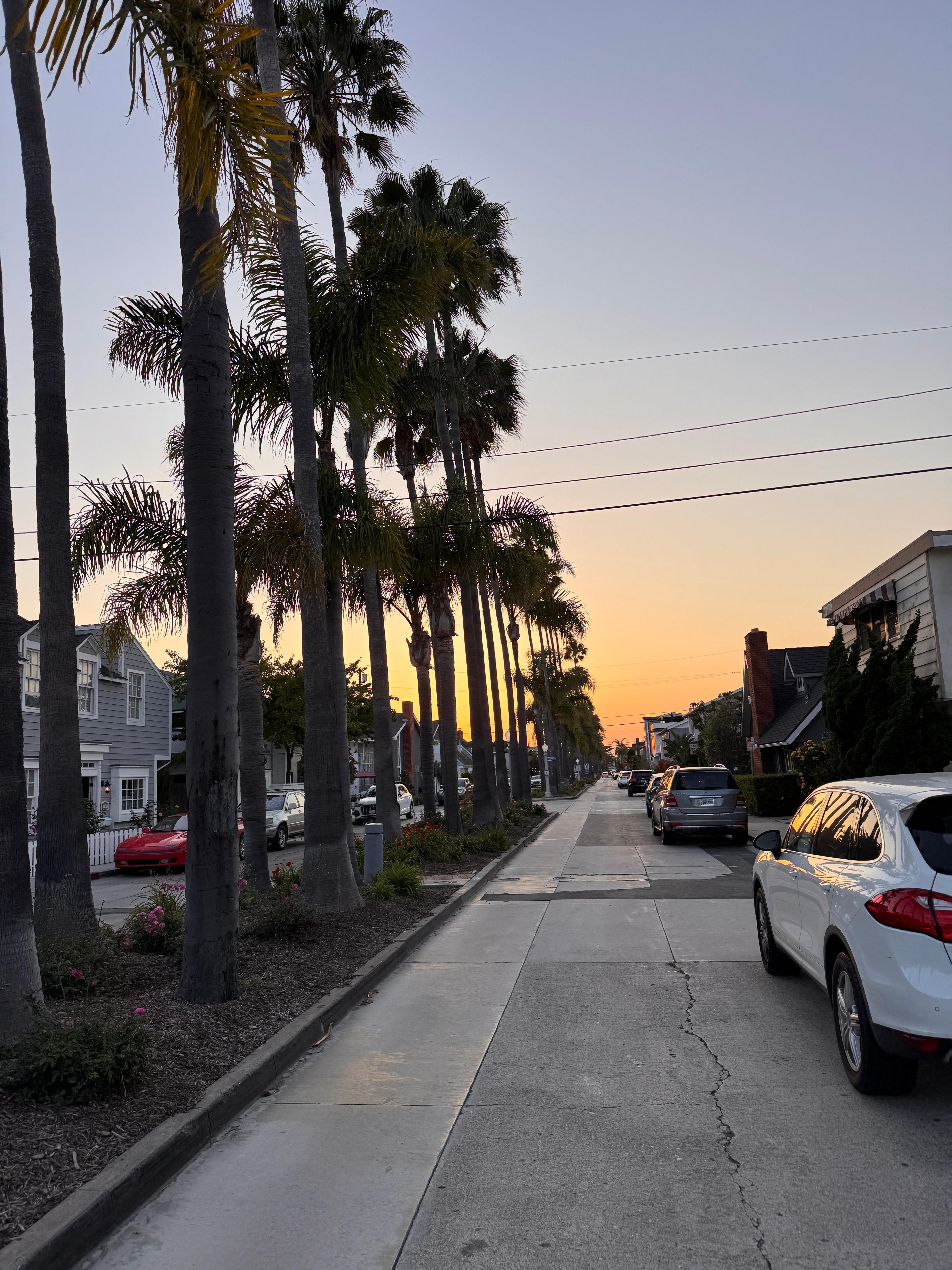 The Palm tree lined streets 