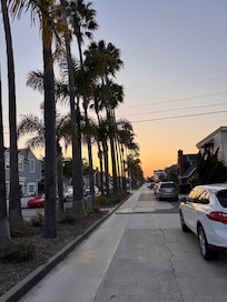 The Palm tree lined streets