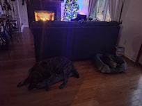 Our dogs sleeping peacefully.