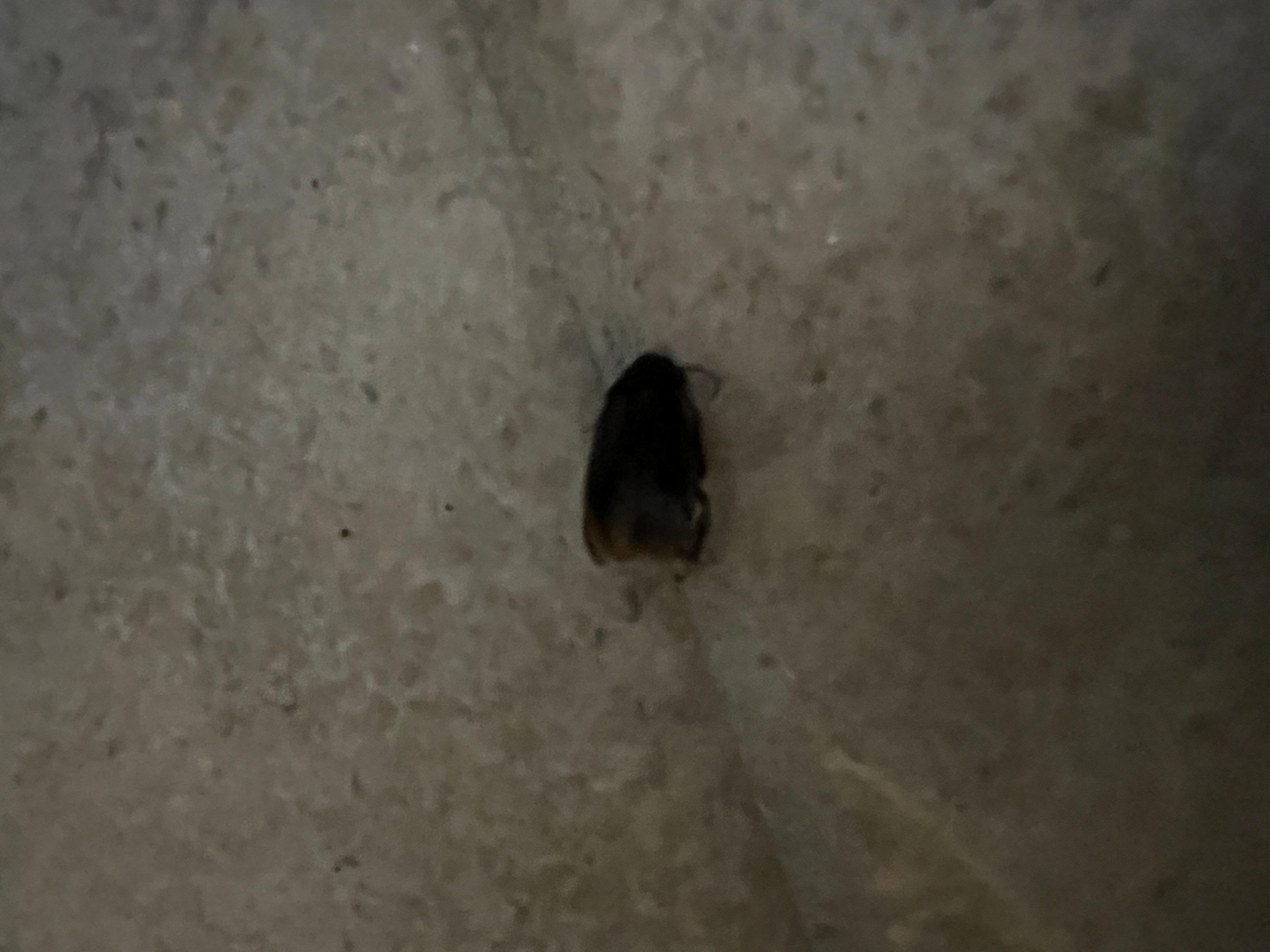 Dead bug from living room