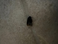 Dead bug from living room