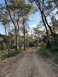 ForĂȘt alentour