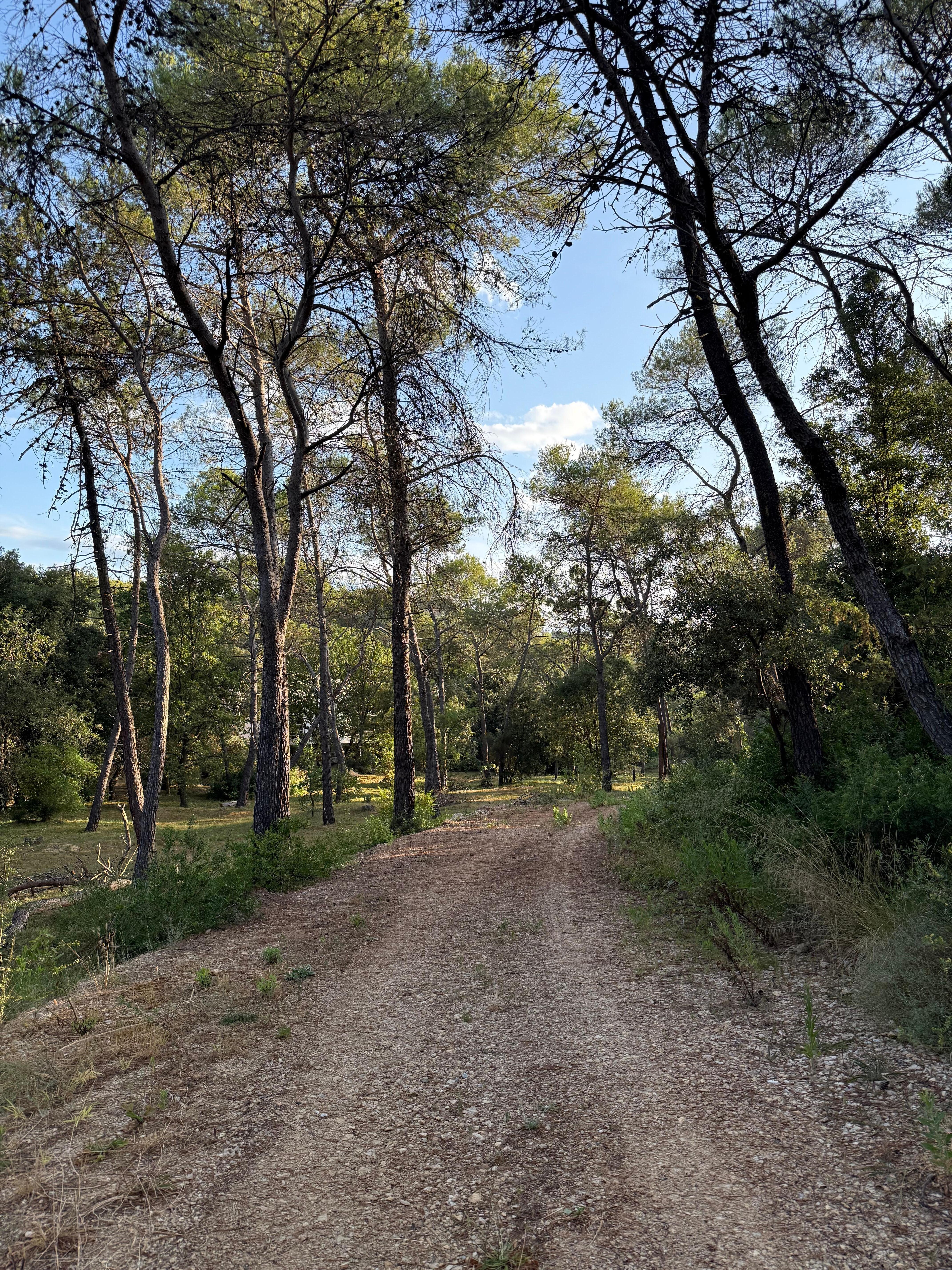 Forêt alentour 