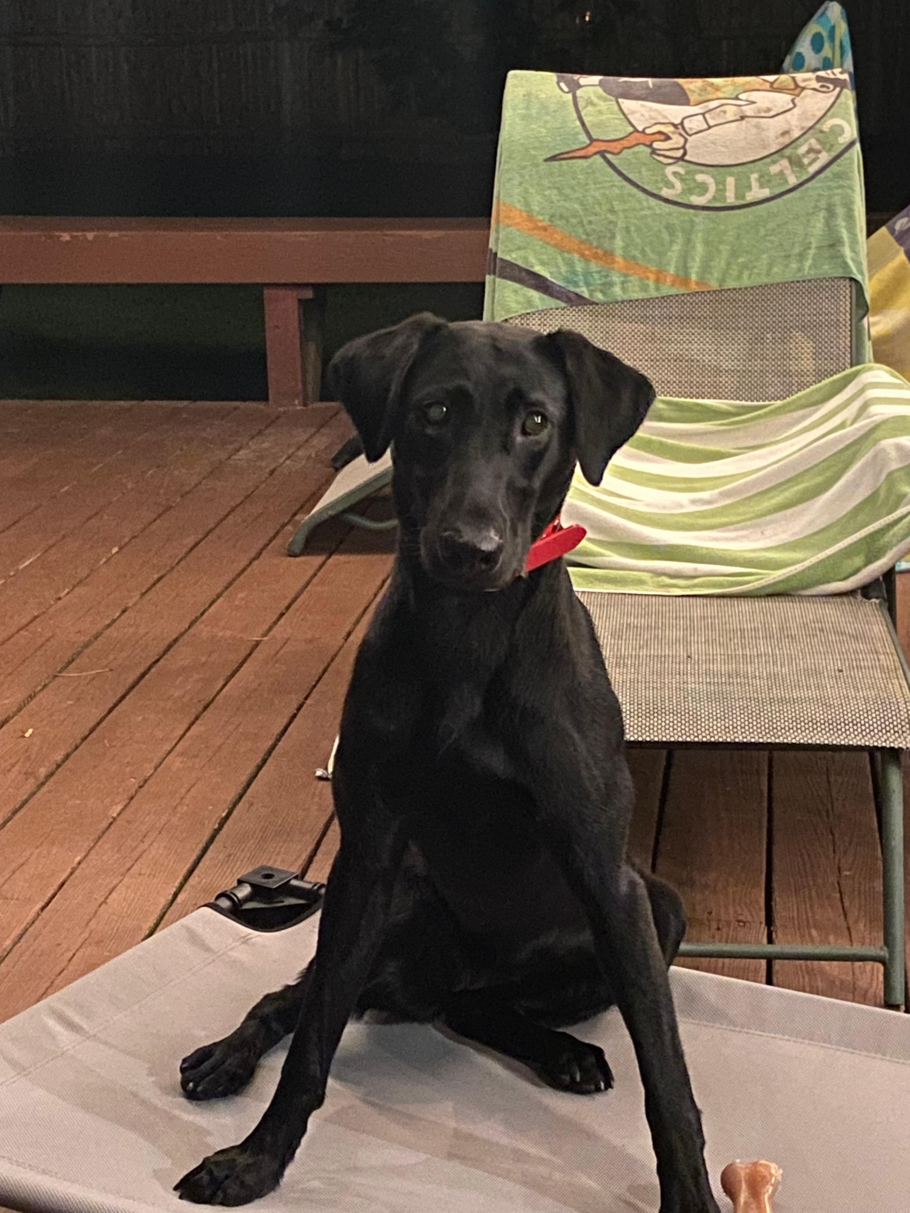 Avery liked the yard 