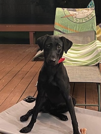 Avery liked the yard