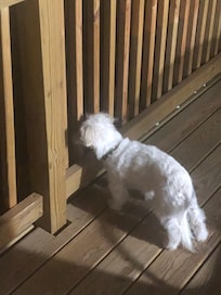 Dog friendly.