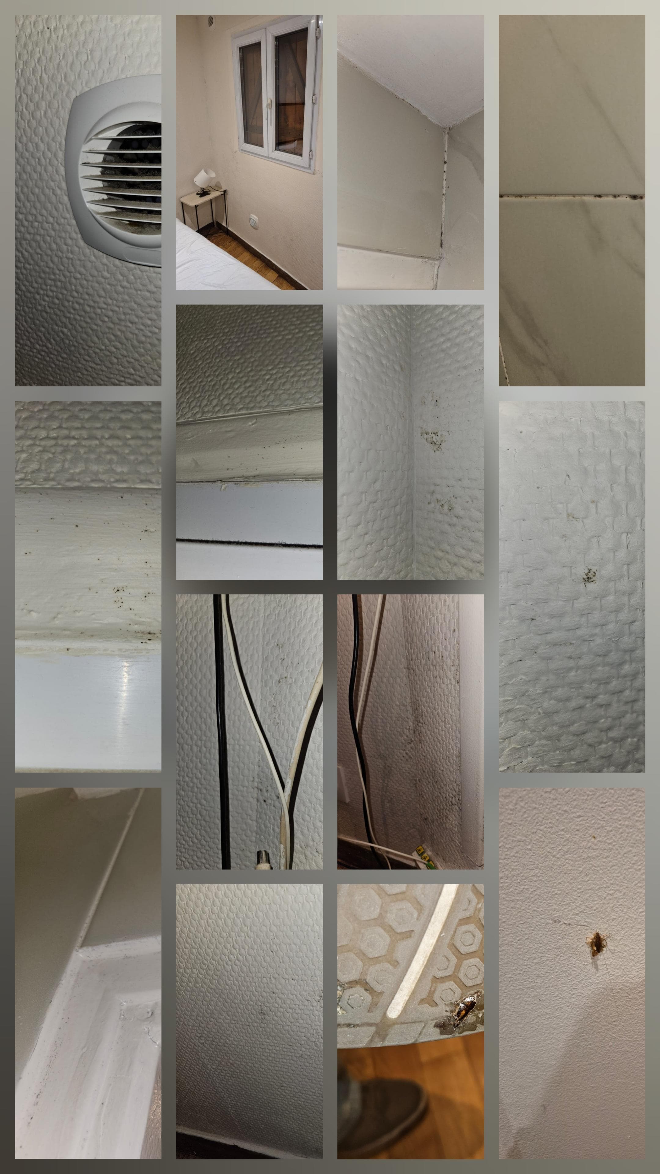 Collage of mold photos