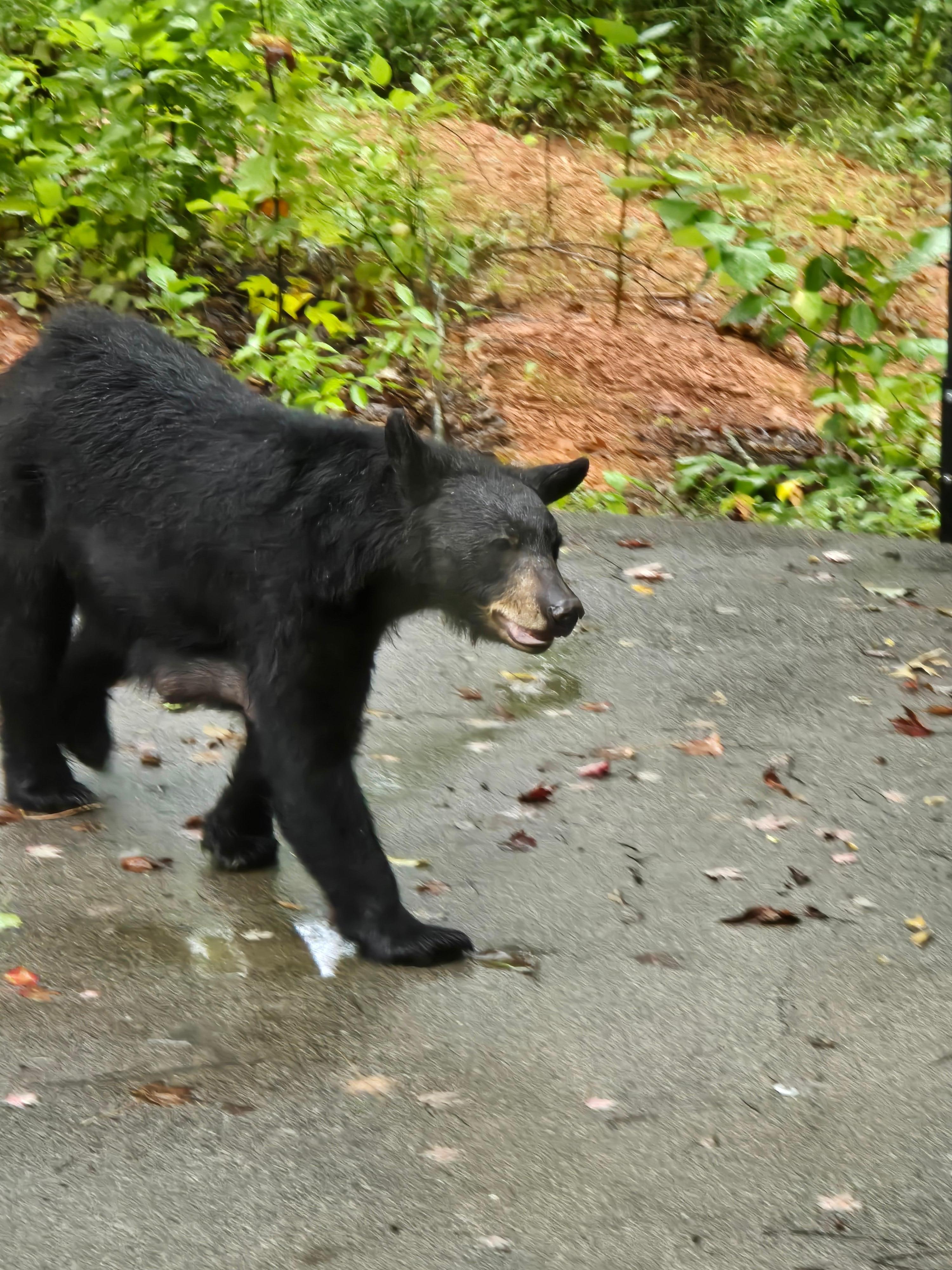 Right before checking out Mama