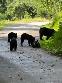 Not at the cabin but came across these guys when we made a wrong turn in a neighborhood in Gatlinburg