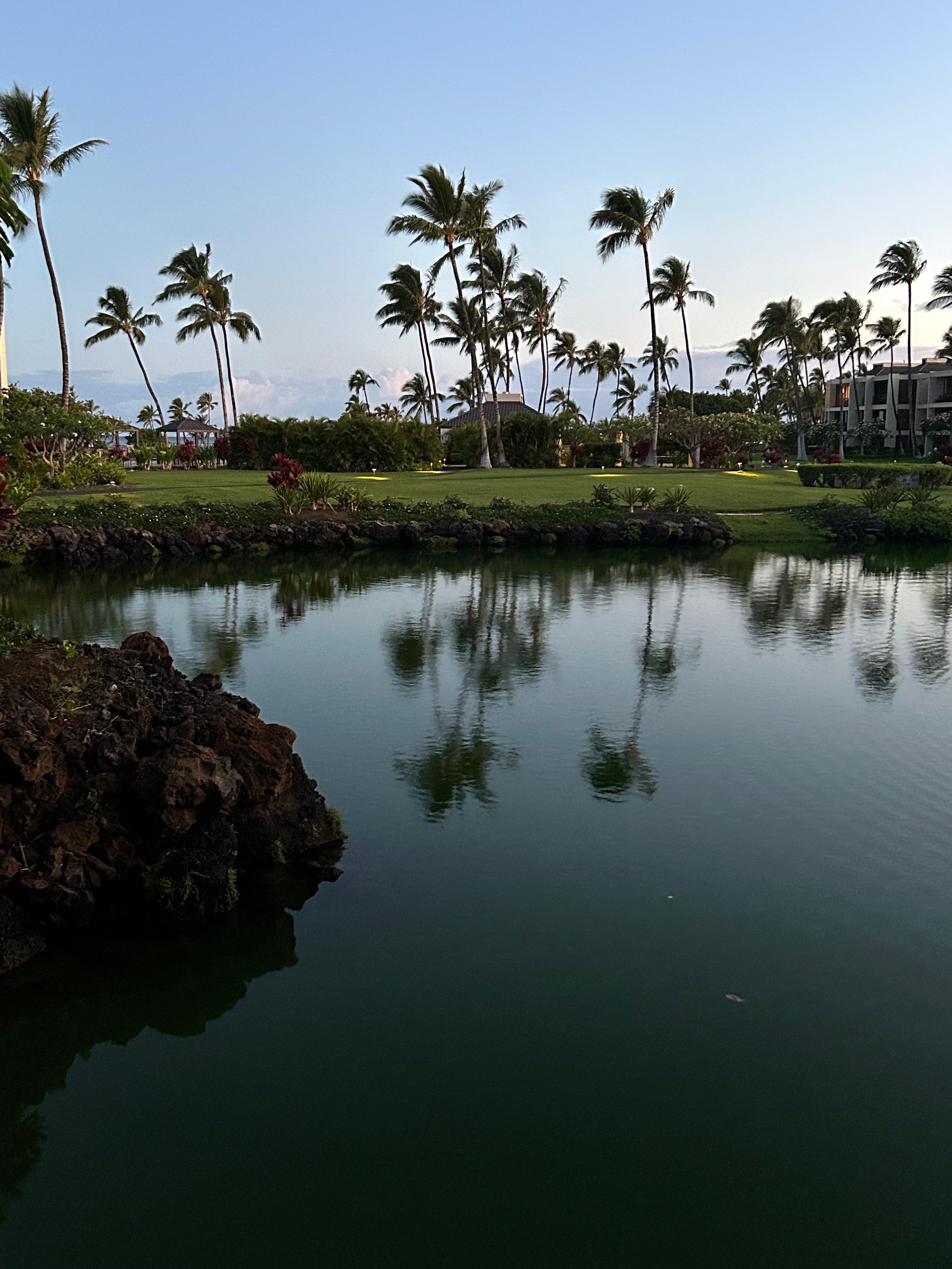 Morning view off the lanai. 