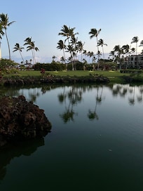 Morning view off the lanai.