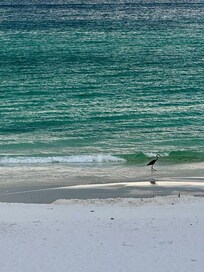 Mornings are wonderful to watch dolphins or even a crane!