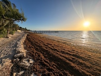 Lots of Sargassum seaweed