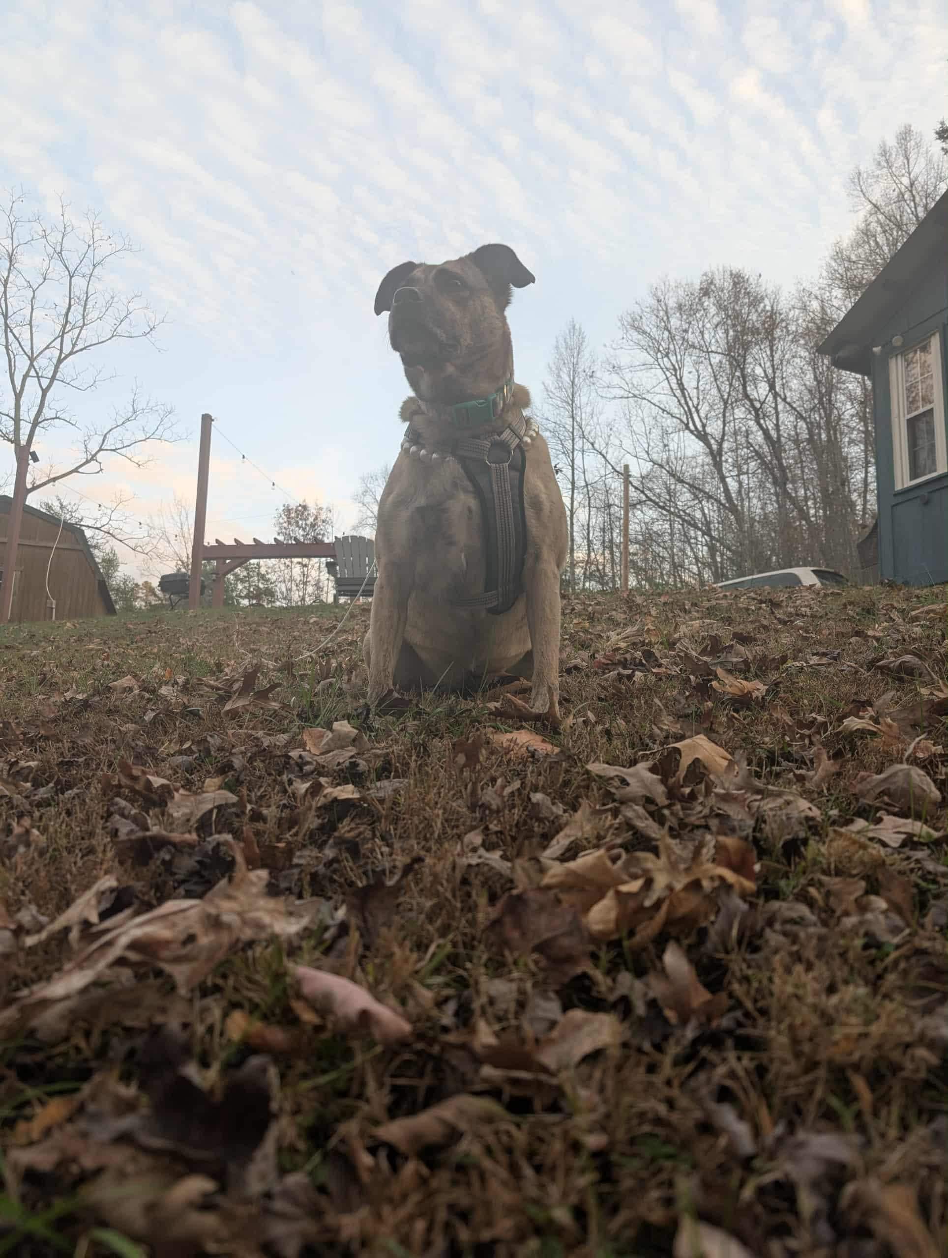 Beautiful morning with my dog!