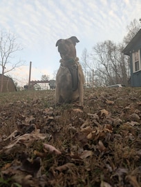 Beautiful morning with my dog!